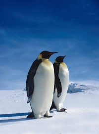 Emperor Penguin thumb